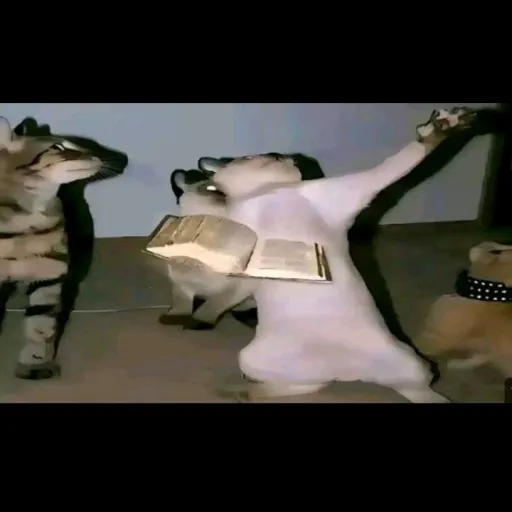 creator dios en talkie's avatar