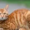 chat with ai character: ginger 