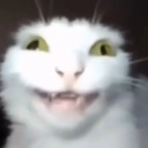 creator gato blanco's avatar