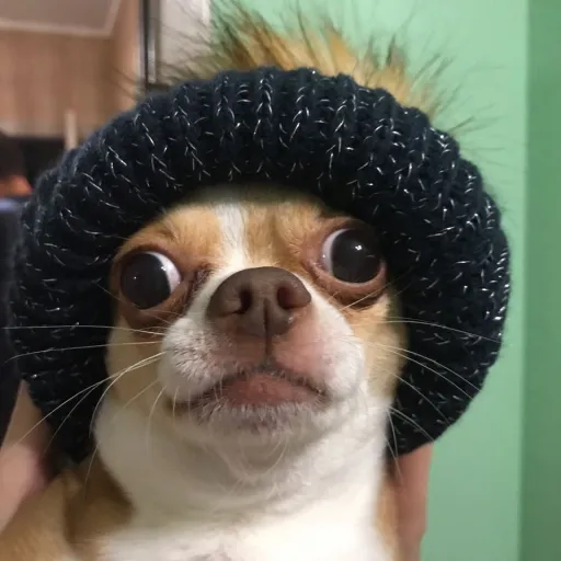 creator Mr шапочка's avatar