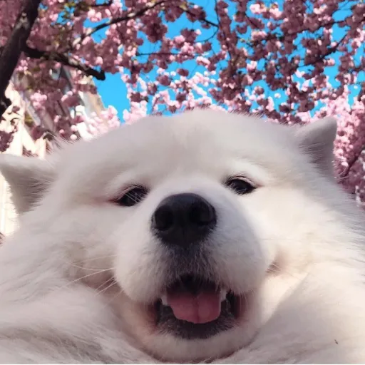 creator pipr's avatar