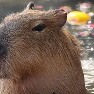 chat with ai character: capybara