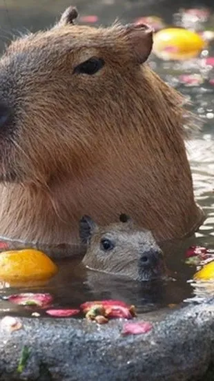 ai character: capybara background