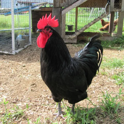 creator A cock Baxter's avatar