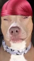ai character: Gangsta Dawg background