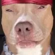 chat with ai character: Gangsta Dawg