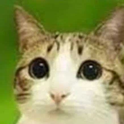 creator meowl real's avatar