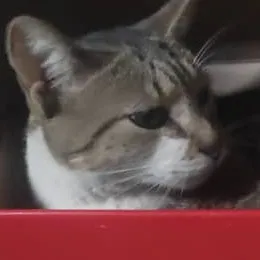 creator gato comunista 😼🫡's avatar