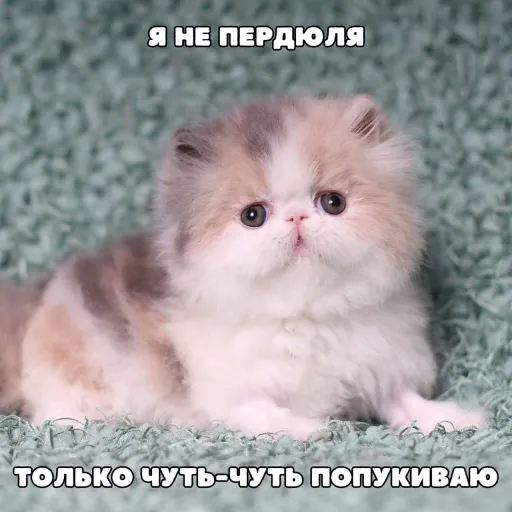 creator пашок's avatar