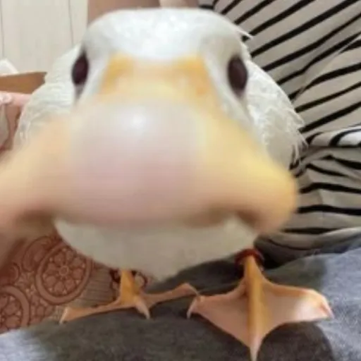 creator 🦆Соня🦆UA's avatar