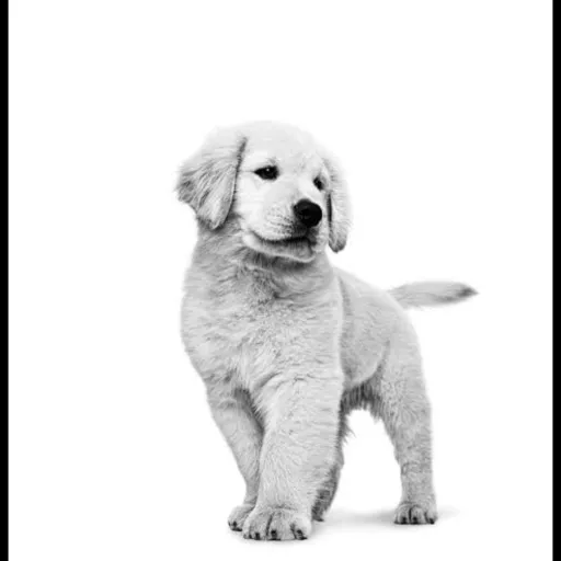 creator soni el perro's avatar