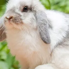 creator La chica conejo!🐇's avatar