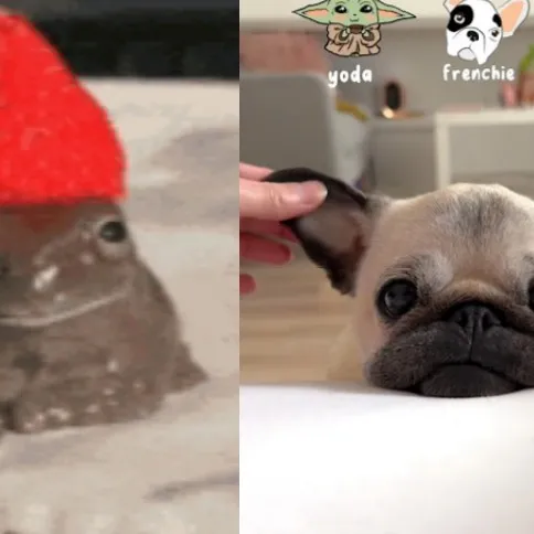 creator 💜🖤💜Pug and Frog💚💛💚's avatar