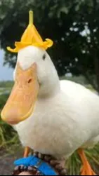 ai character: Cute Duckkkkkkkkkk background