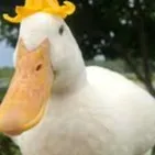 chat with ai character: Cute Duckkkkkkkkkk