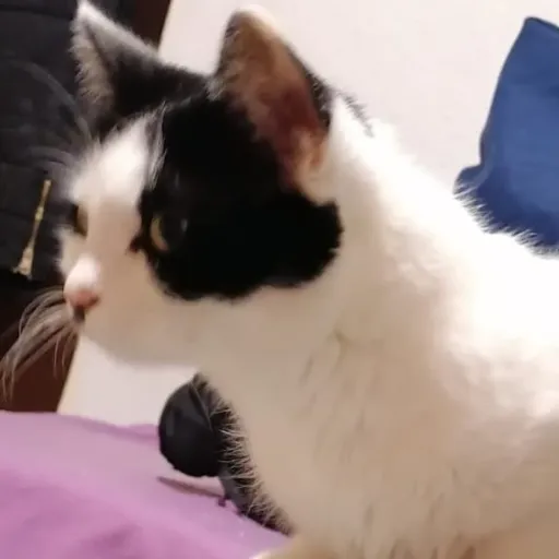 creator KittyGamerPro's avatar