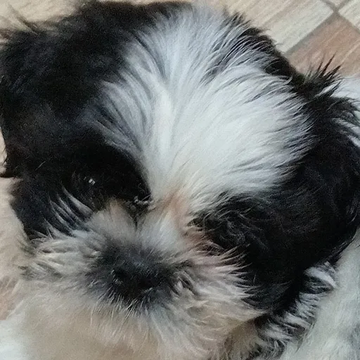 creator doggy<3's avatar