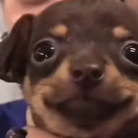 creator perro Inocente ❤️'s avatar