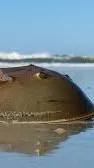 ai character: Horseshoe crab background
