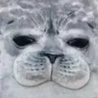 creator луны's avatar