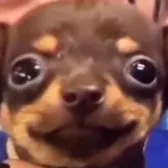 creator 🍮Skibidi toilet🍮🥵🚽's avatar