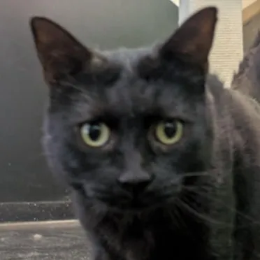 creator 🐱🖤Ralph_The_Cat🖤🐱's avatar