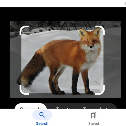 creator cutiefoxy's avatar