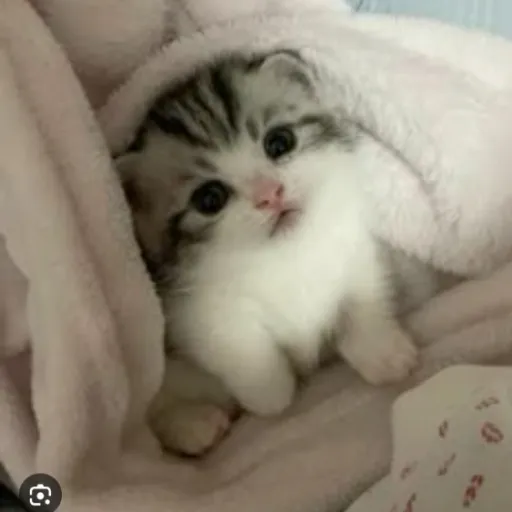 creator ✩ ꉔ꒒ꄲ꒤꒯ ✩'s avatar