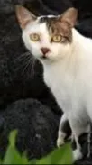 ai character: Street Cat (Lily♀) background