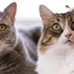chat with ai character: Abandoned Cats