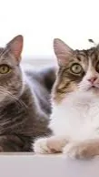 ai character: Abandoned Cats background