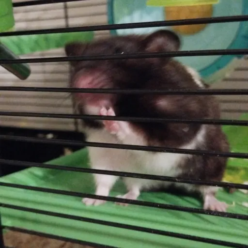 creator elizabet hamster's avatar