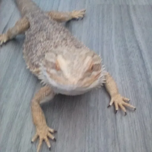 creator MuichiroTokito3316's avatar