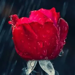 creator Sheelington's avatar