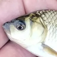 creator i_locebananashappy's avatar