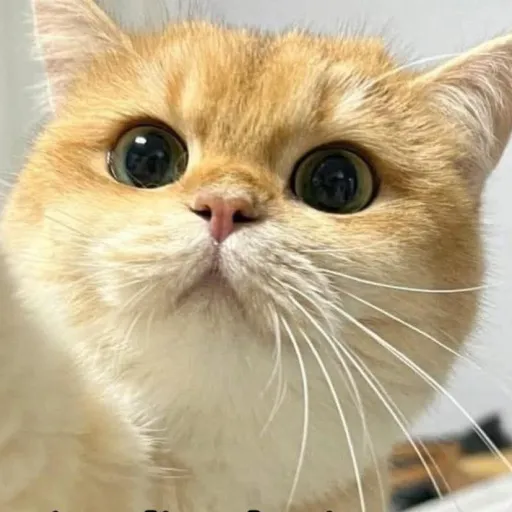 creator Axel el michi's avatar