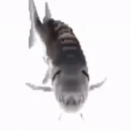 creator that one odd fish's avatar