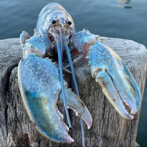 creator Blue lobsterr's avatar