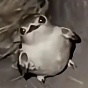 creator bird.,'s avatar