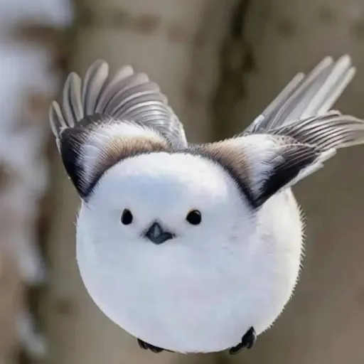 creator 🍃🕊️Birb lover🕊️🍃's avatar