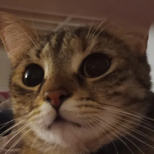 creator cat_fan's avatar