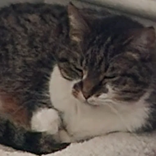 creator Sleaping cat yawn's avatar