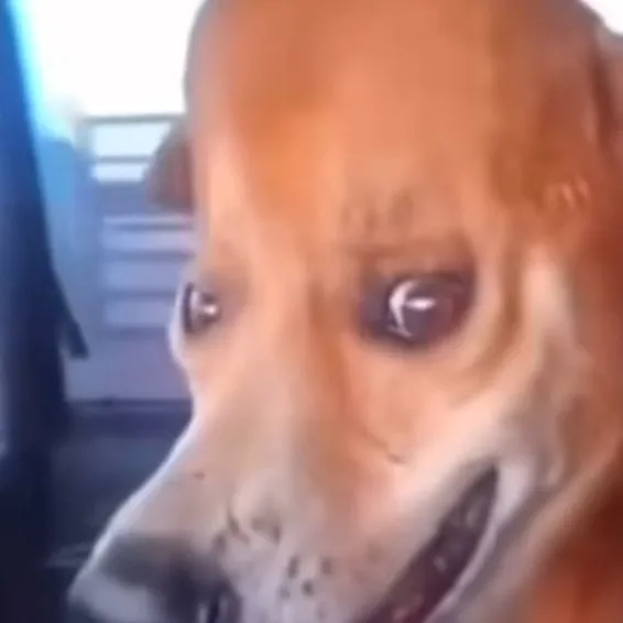 chat with ai character: My Goofy Ahh Dog