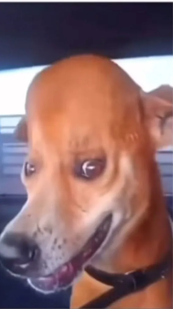 ai character: My Goofy Ahh Dog background