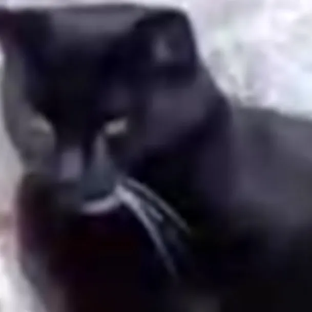 chat with ai character: Blackie