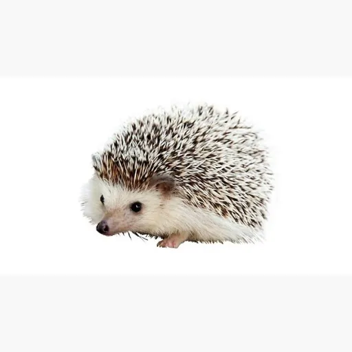 creator carl1244's avatar