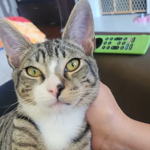 creator uwu!'s avatar