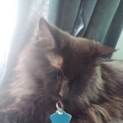creator look at me cat's avatar