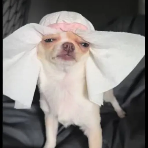 creator MalcolmPitbullDog's avatar