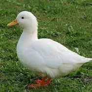 creator Patos_415's avatar